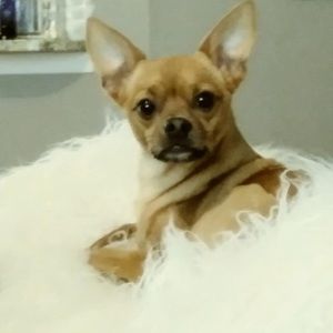 Meet your Posher, Sheryl